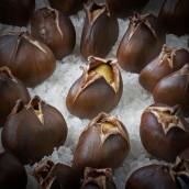 chestnuts