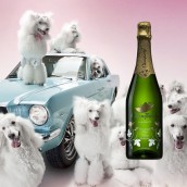 dogs wine and mustang car 